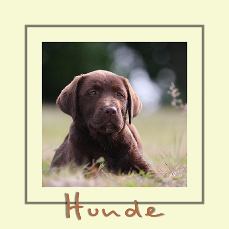 Archiv Hunde